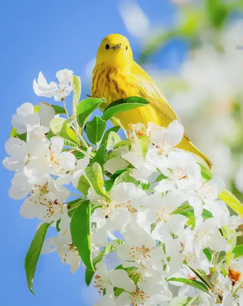 A yellow warbler perched upon spring flowers.
