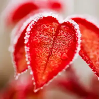 Frosty mornings are on their way in Greenville TX.