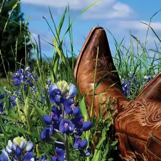 A woman in cowboy boots enjoys the Texas Blue Bonnets!